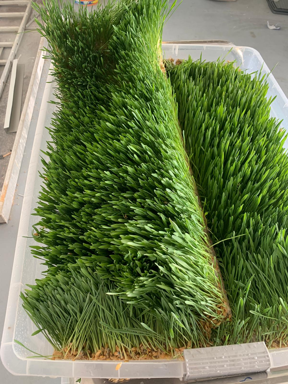 Increased Bioavailability and Enzymatic Activity