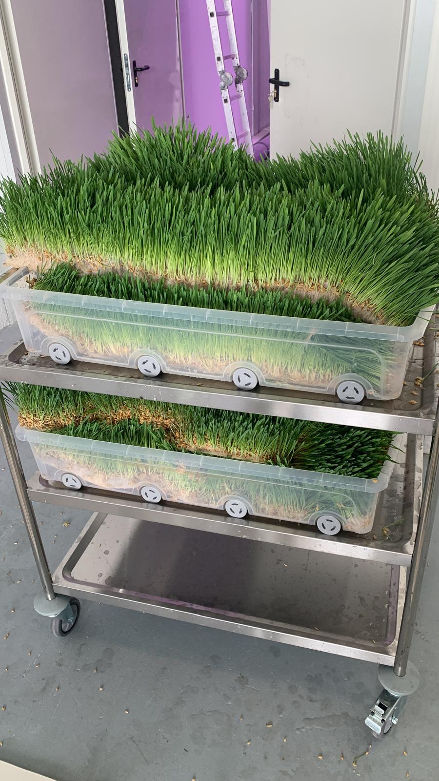 Biogrow Field Application