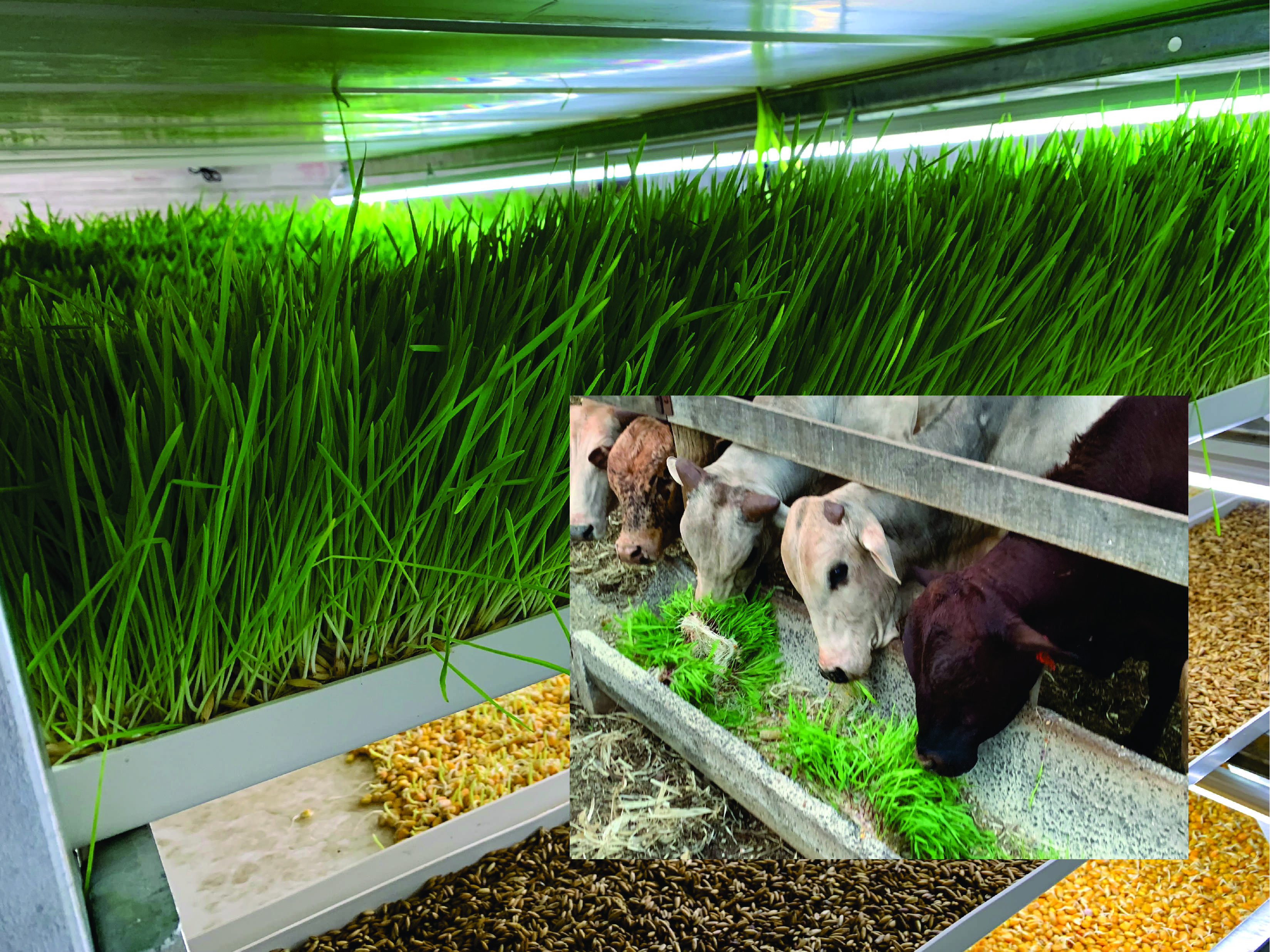 Biogrow Fodder Production