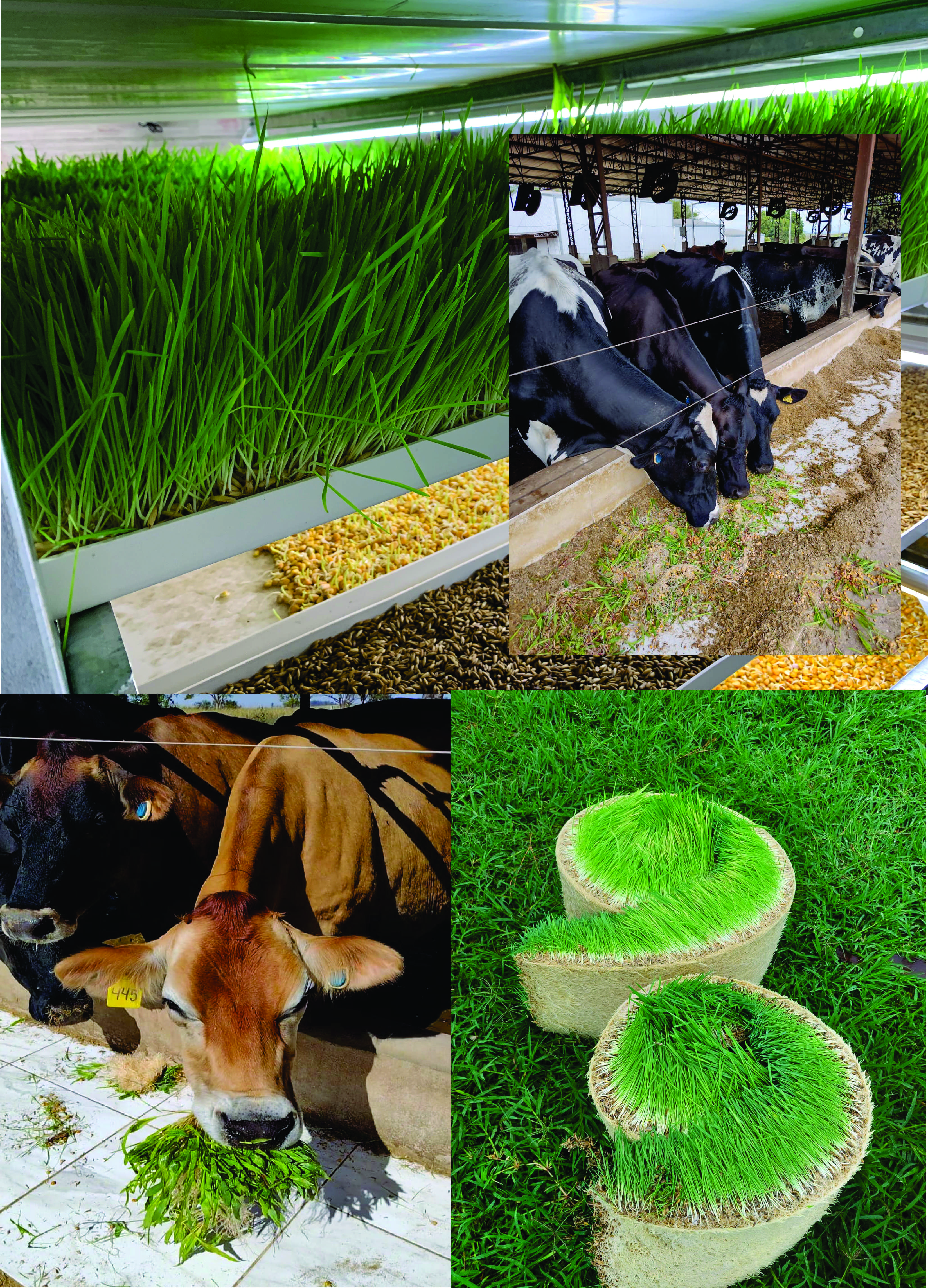 Hydroponic System Details