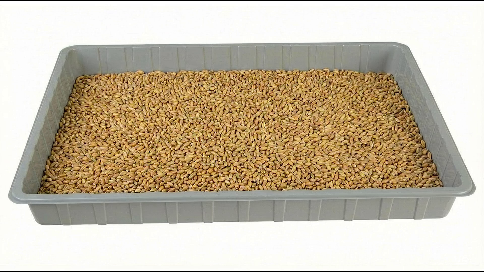 Hydroponic Fodder Animation